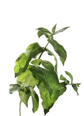 Eukalyptus