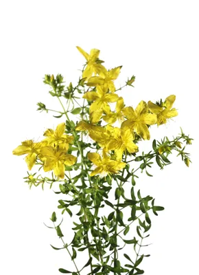 Johanniskraut