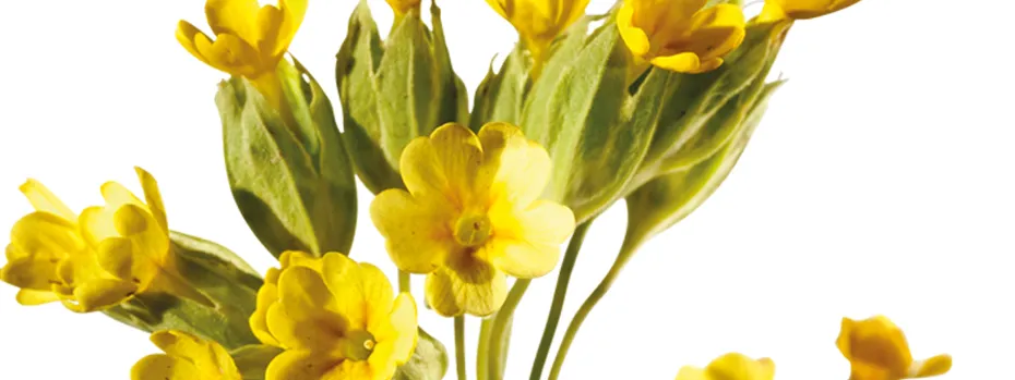 Schlüsselblume