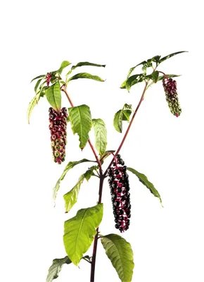 Kermesbeere