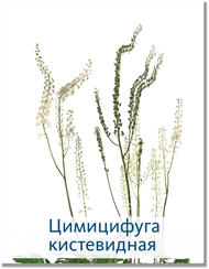 Цимицифуга 