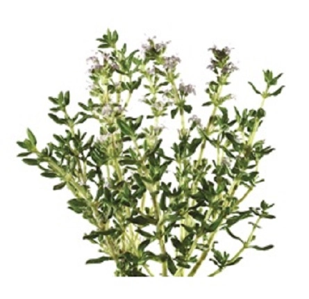 Cimbru (Thymus vulgaris) aparține familiei Labiaceae.
