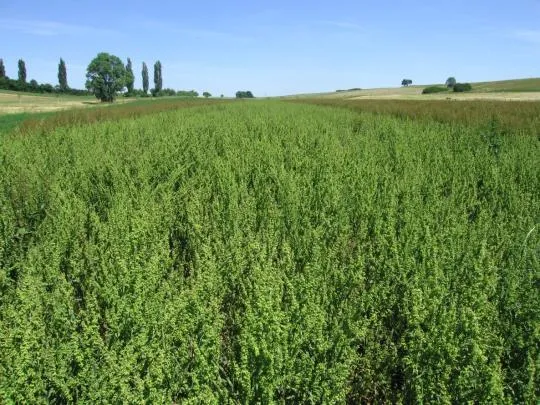 El tratamiento respetuoso de los recursos y del medio ambiente comienza con la selección de las semillas, el cultivo y la cosecha de las plantas medicinales y continúa con la obtención de los extractos