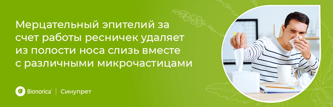 Из чего состоит и как работает мукоцилиарный транспорт?