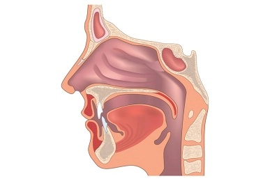 Анатомия и физиология носовой полости и околоносовых пазух