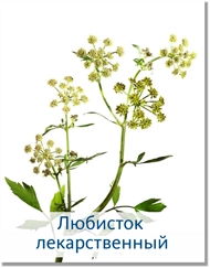 любисток