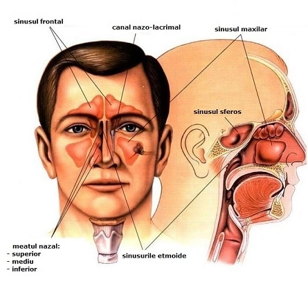 Анатомия и физиология носа