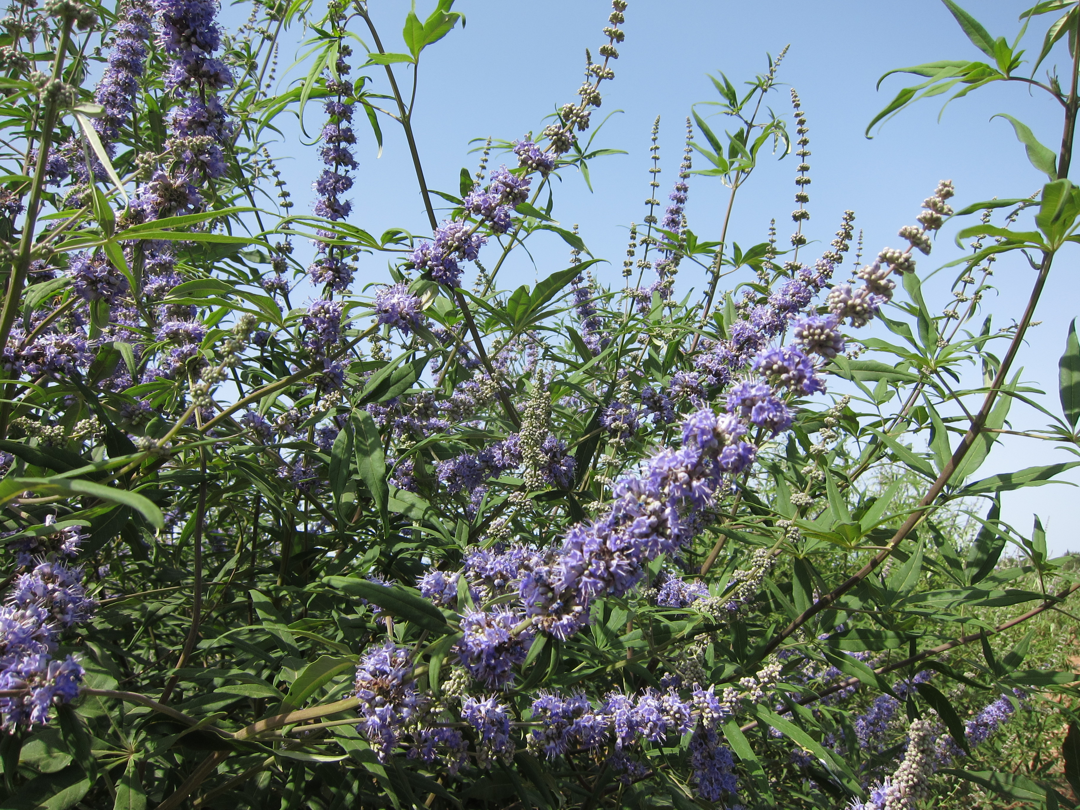 Vitex jahňací (Vitex agnus-castus): liečivá rastlina s fialovými kvetmi na podporu hormonálnej rovnováhy a úľavu pri ženských ťažkostiach.