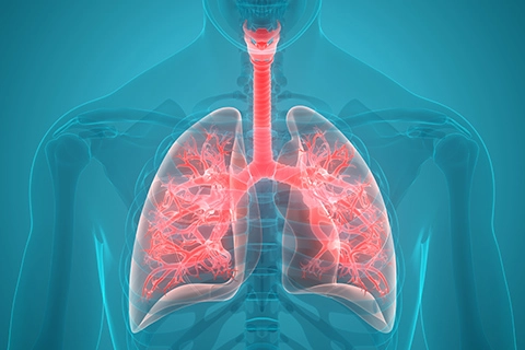 Анатомія нижніх дихальних шляхів