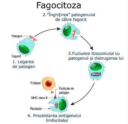 mastocitele, bazofilele, eozinofilele și celulele natural-killer
