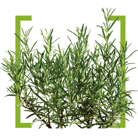 Rozmarīna lapas