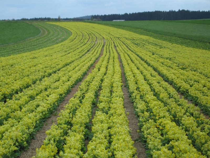 Anbau von Schlüsselblumen