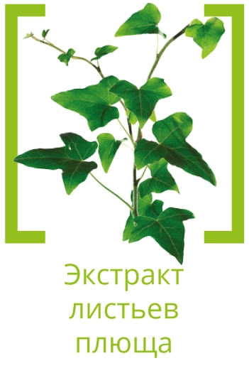 Плющ