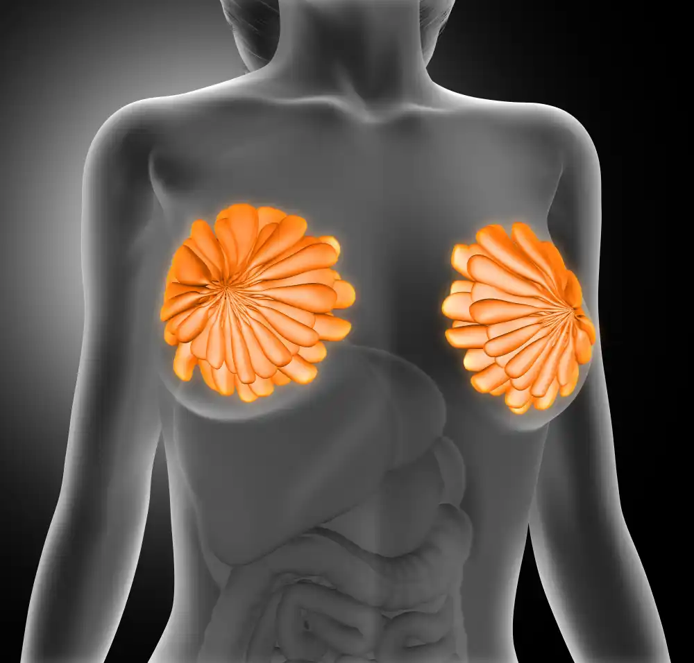 Строение молочной железы 2