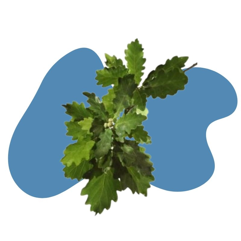 Eiche