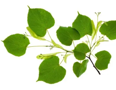 Ein grüner, in Blüte stehender Lindenzweig
