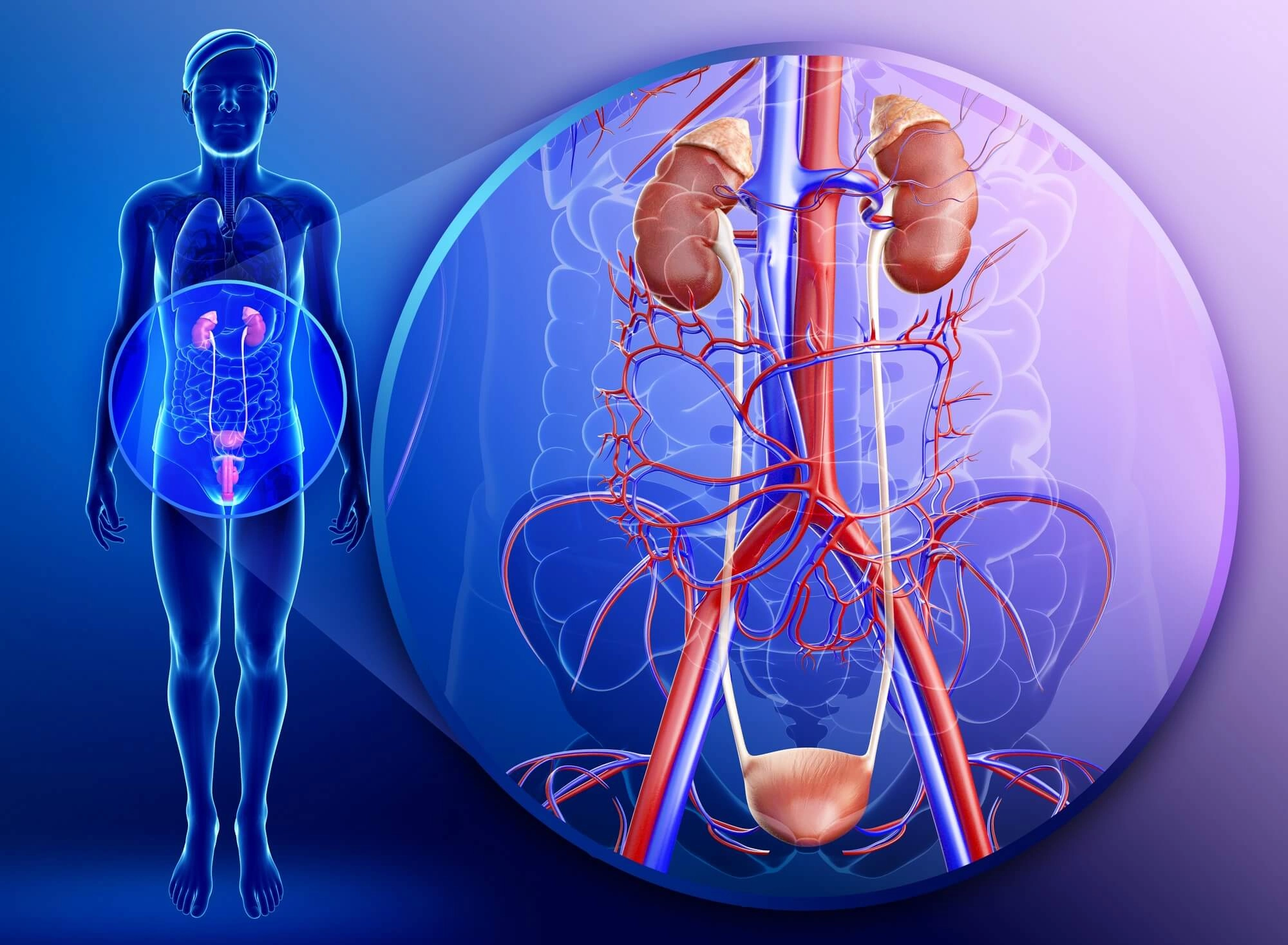 Anatomia şi fiziologia rinichilor şi a tractului urinar