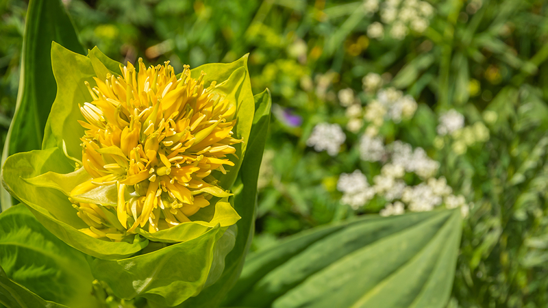 Gullgentiana