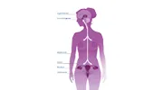 Die Hormone im weiblichen Körper auf einem Blick