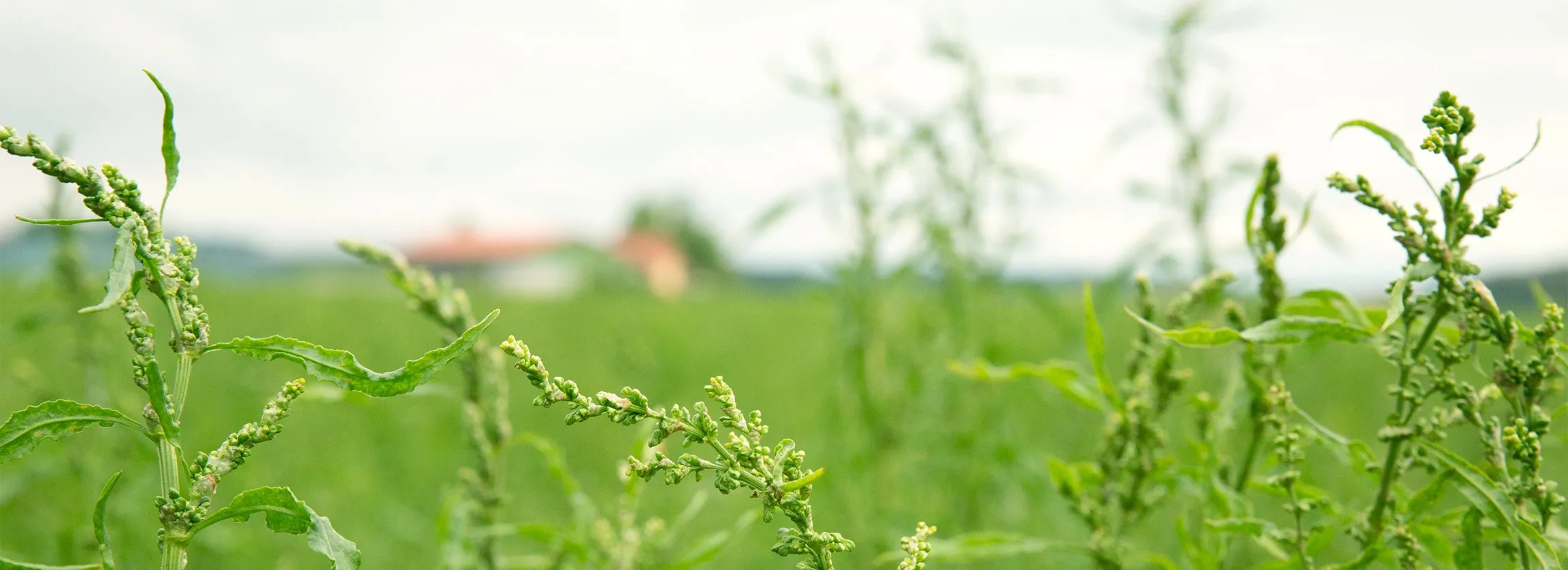 Cultivation field