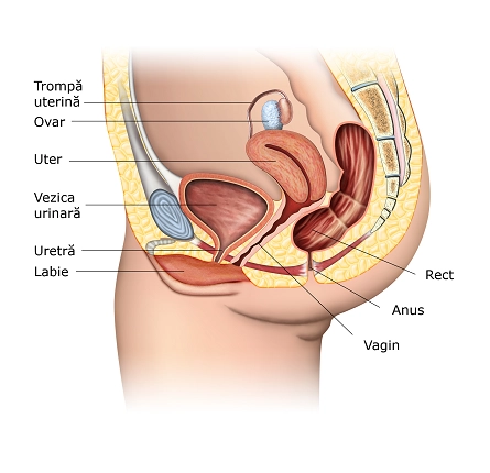 Anatomia și fiziologia sistemului reproductiv