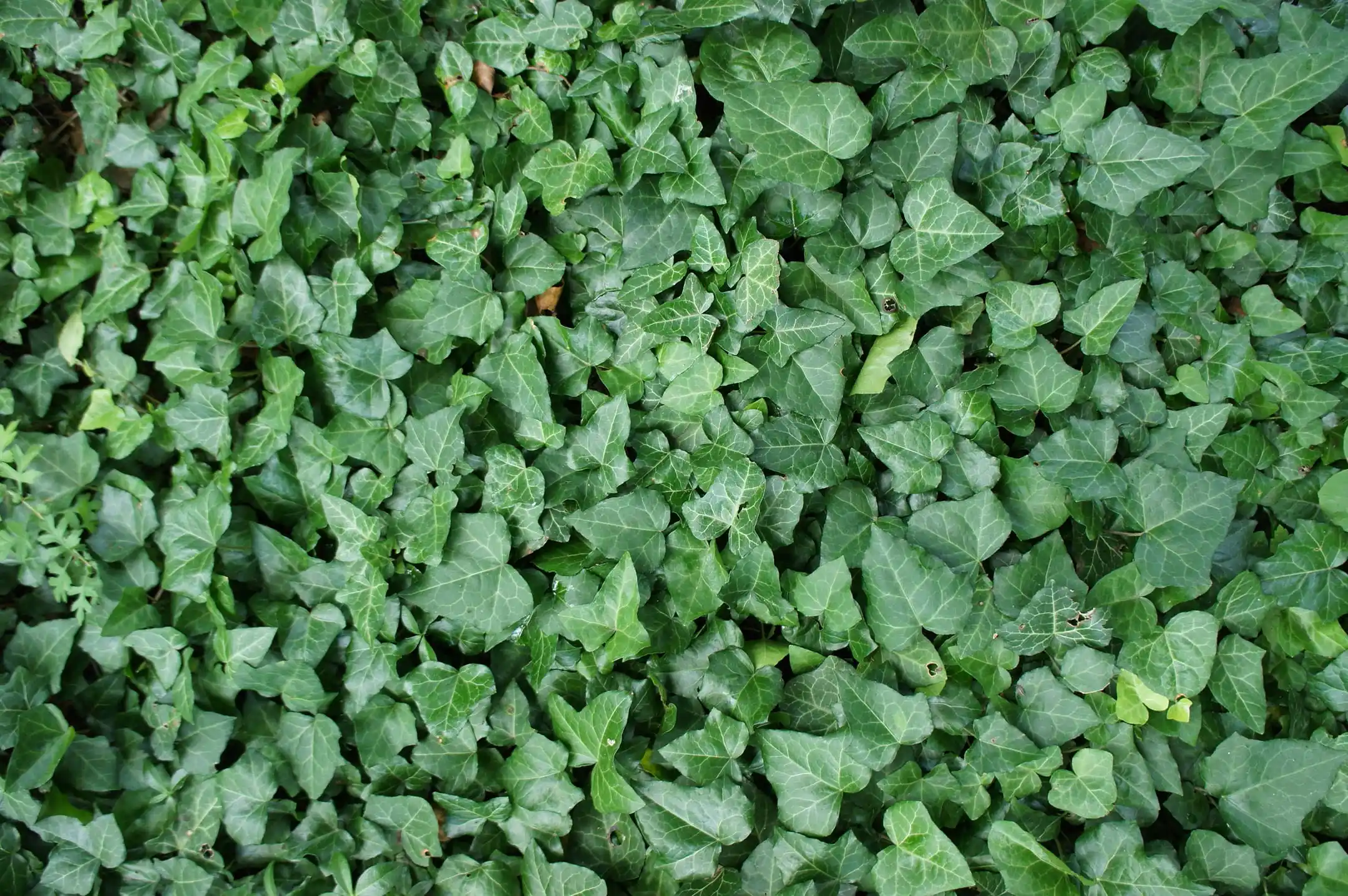 Экстракты тимьяна и плюща