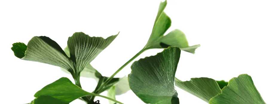 Ginkgo
