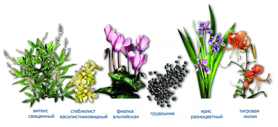 Склад Мастодинону
