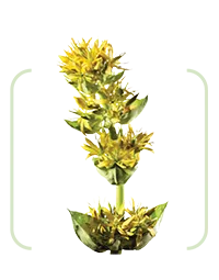 Radacini de Gentiana (Gentiana lutea)