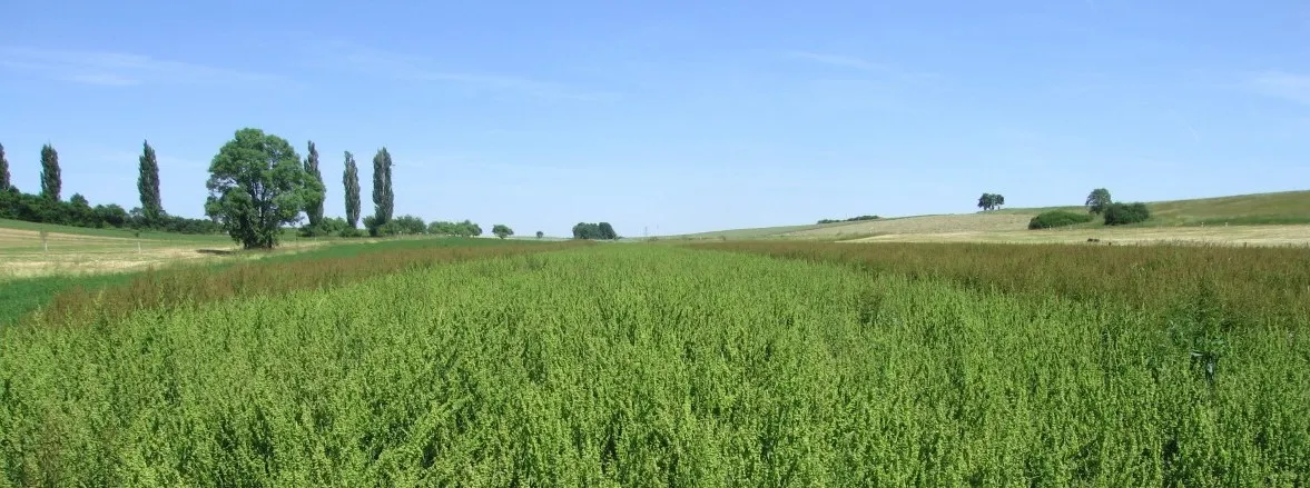 Ampfer-Anbau