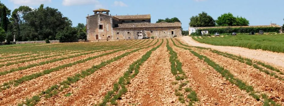 In the next step, the optimal location for cultivation is determined. To do this, factors such as soil type, climate or environmental impact must be taken into account. 