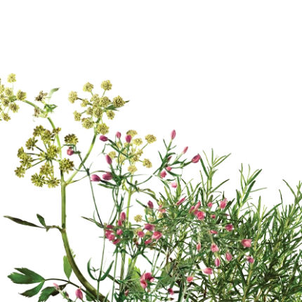 Canephron® grass