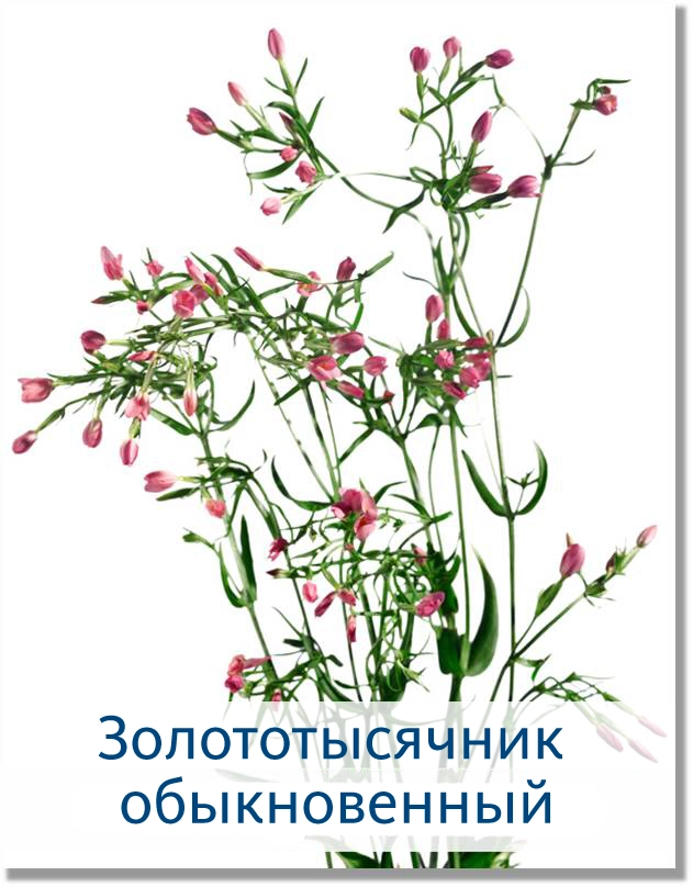 Золототысячник