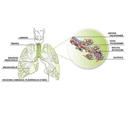Anatomia și fiziologia căilor respiratorii inferioare