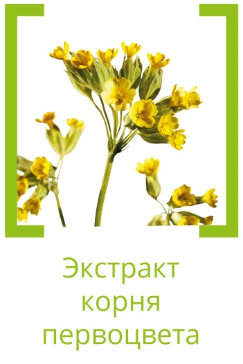 Первоцвет