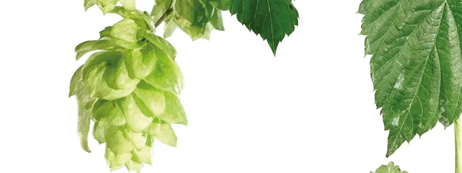 Hopfen