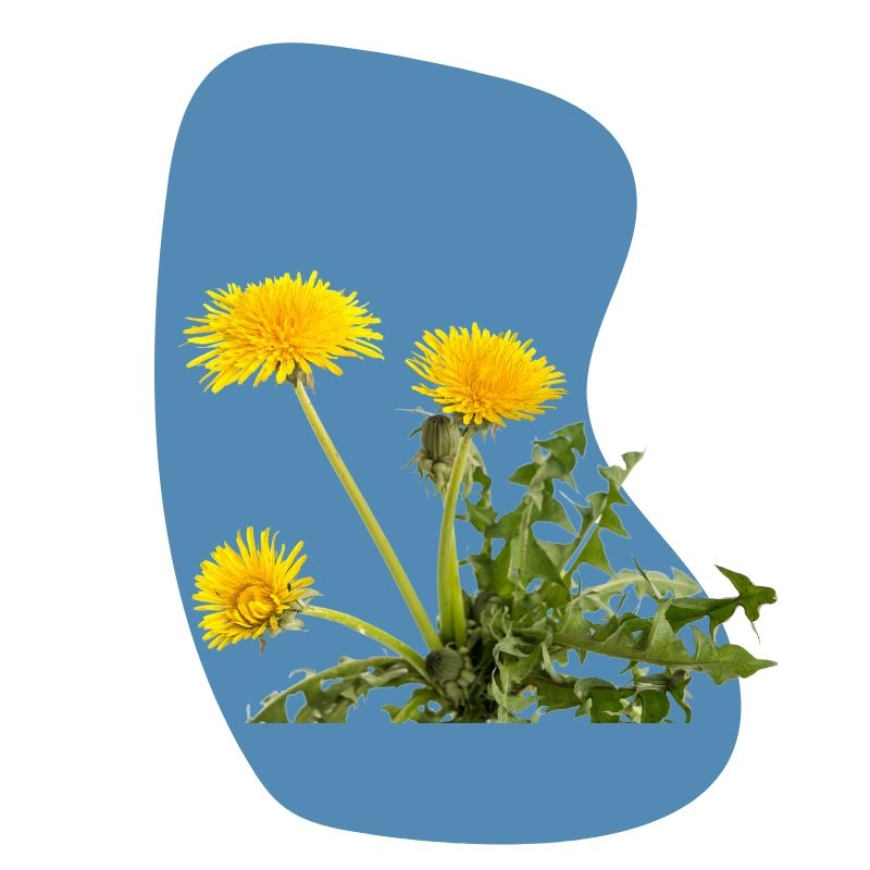 Löwenzahn